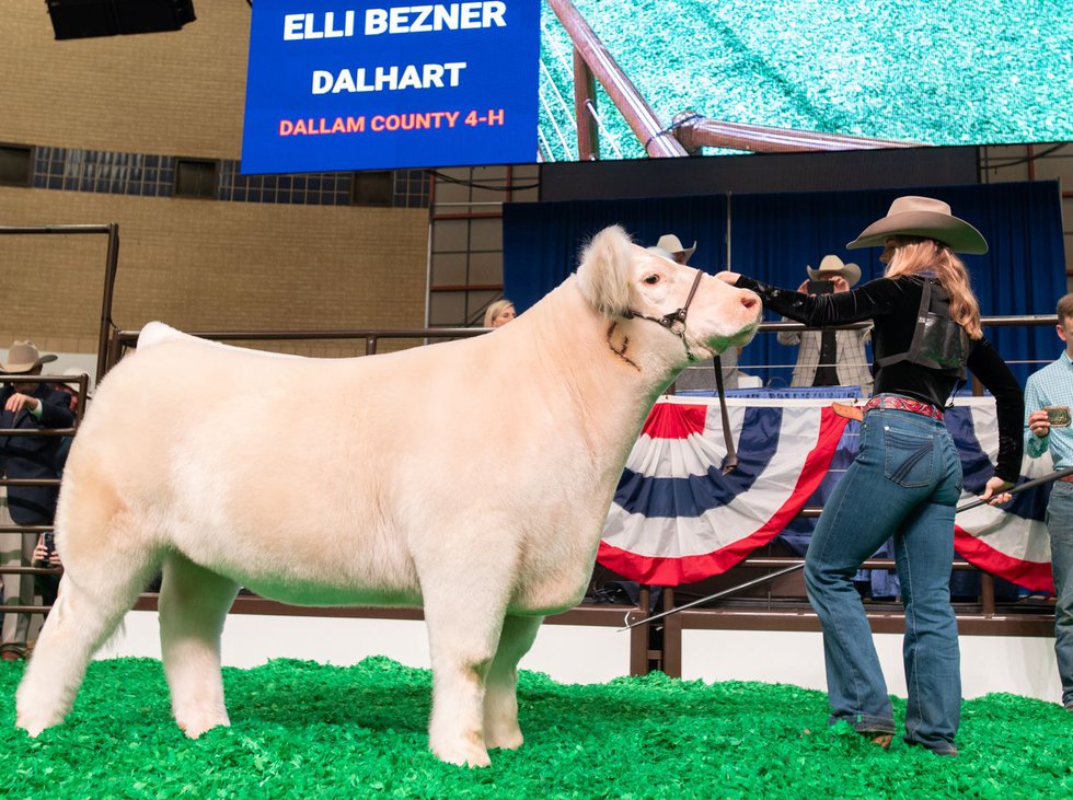 Fort Worth Stock Show Grand Champion Steer Fetches 340,000 Fort